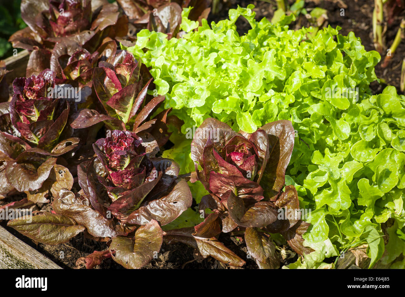 Rote und Grüne Blattsalate gewachsen in einem erhöhten Blumenkasten Stockfoto