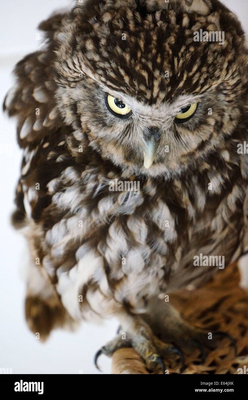 Ein Steinkauz, Athene Noctue, sitzt auf einem Korb. Der Vogel wurde von Tierschutz gerettet. Stockfoto