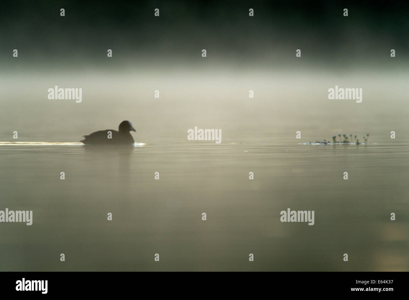 Enten schwimmen in einem Sumpfgebiet während ein nebliger Morgen im la Dombes Region, Departement Ain, Frankreich Stockfoto