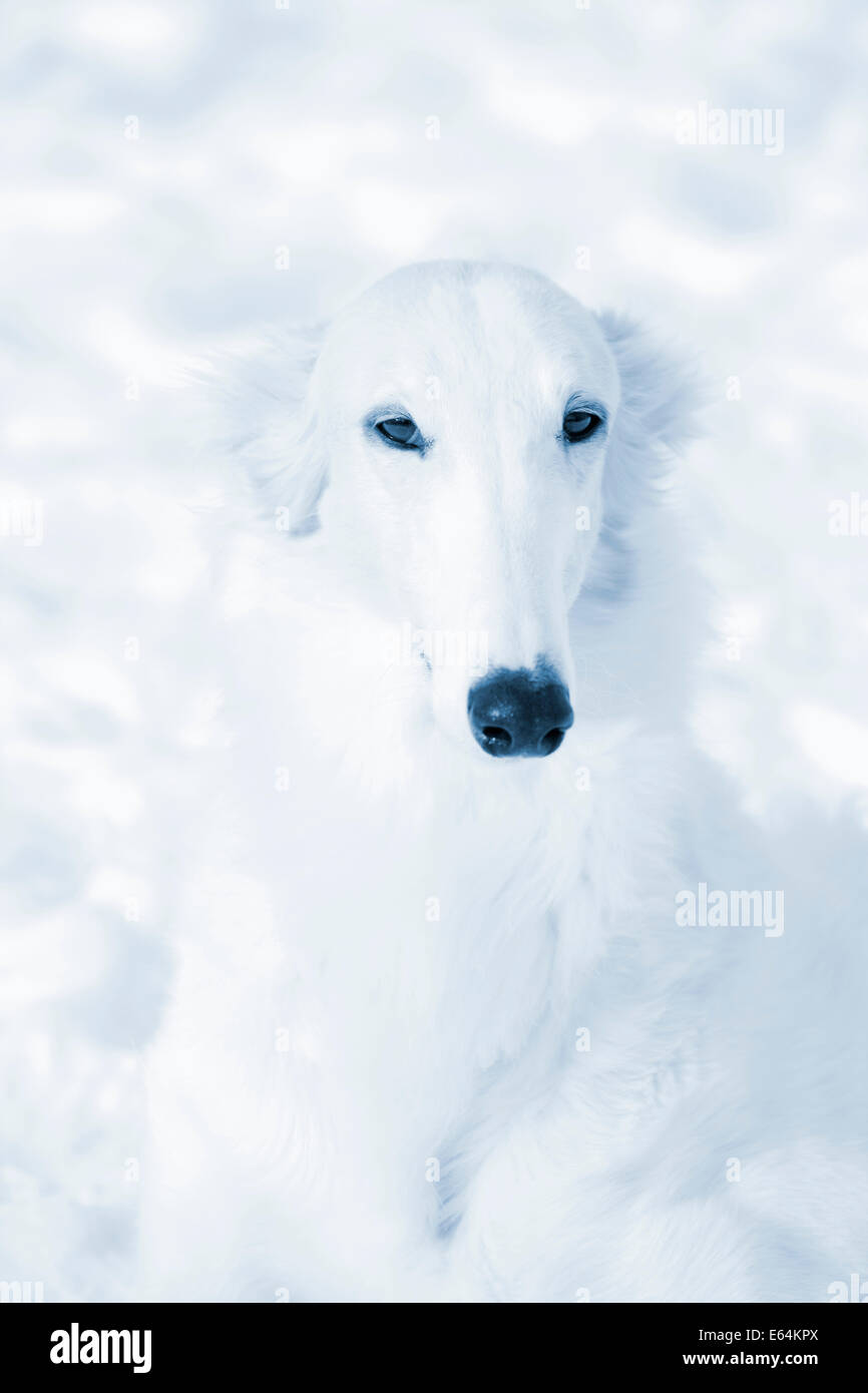 Barsoi Anblick Hound Porträt gegenüber reinen weißen Schnee Stockfoto