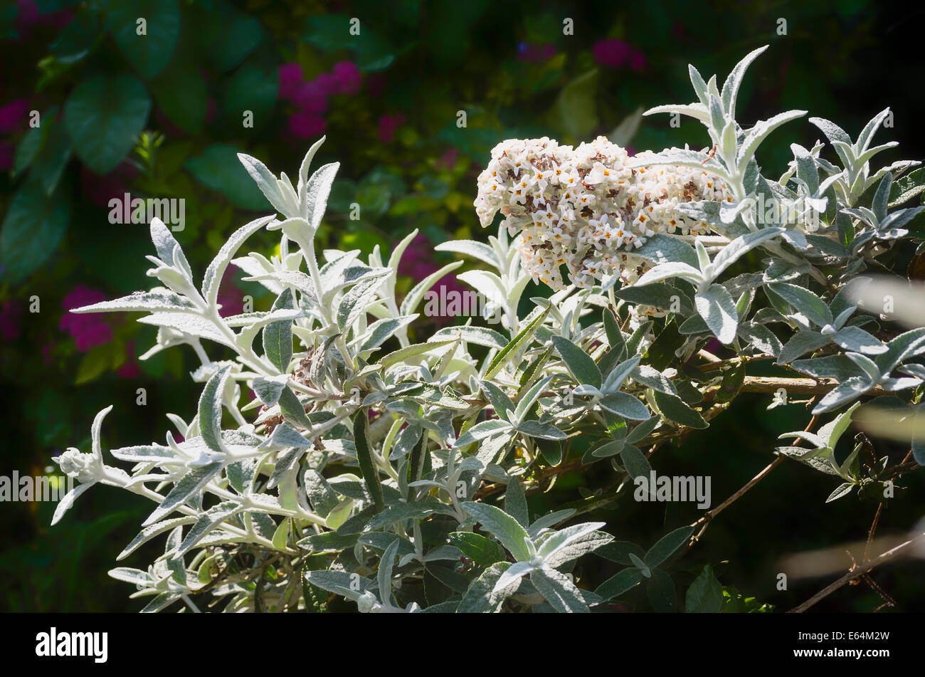 Sommerflieder Silber-Jubiläum Stockfoto