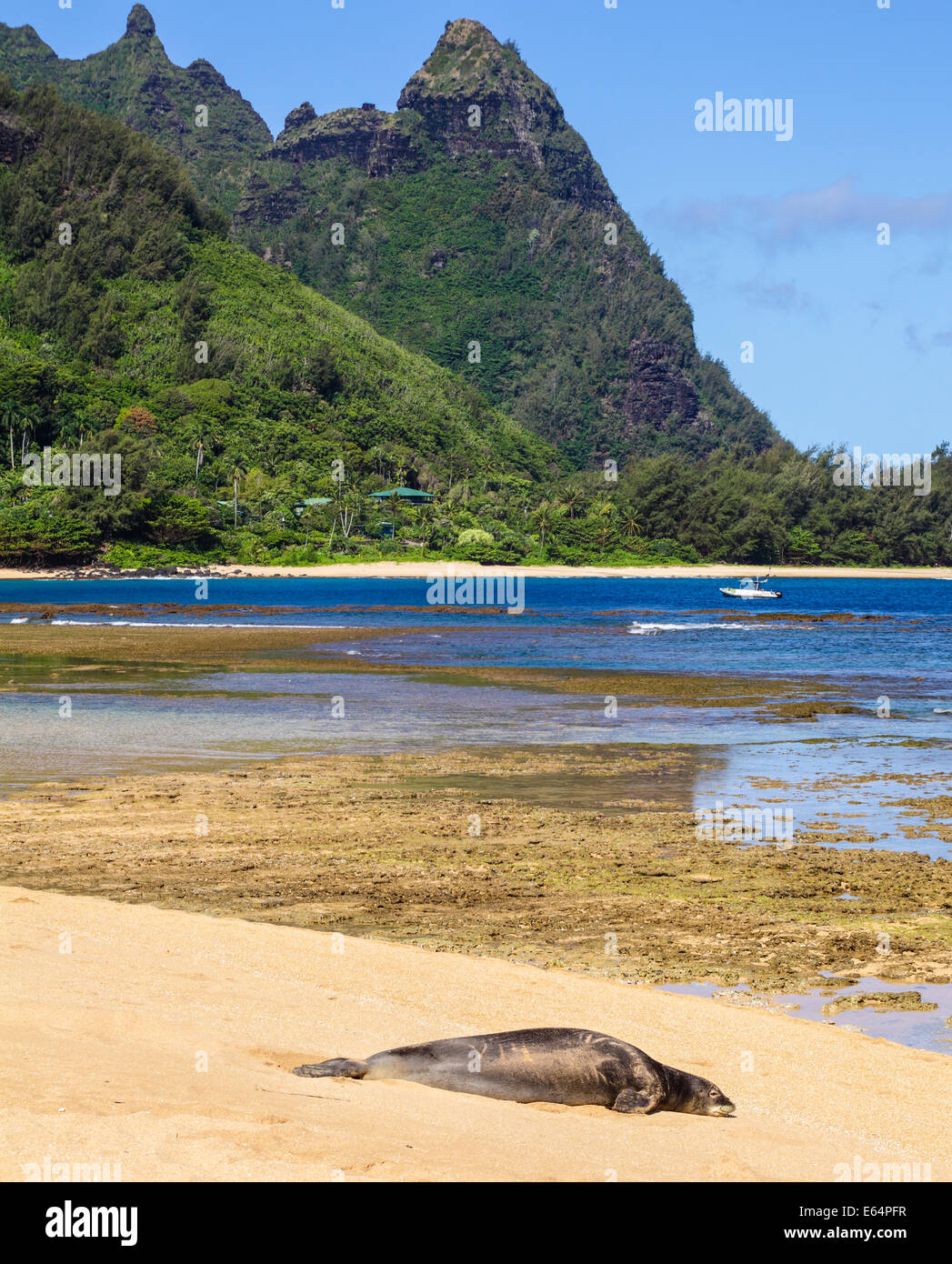 Hawaiianische Mönchsrobbe ruht im Tunnel Beach auf Kauai Stockfoto
