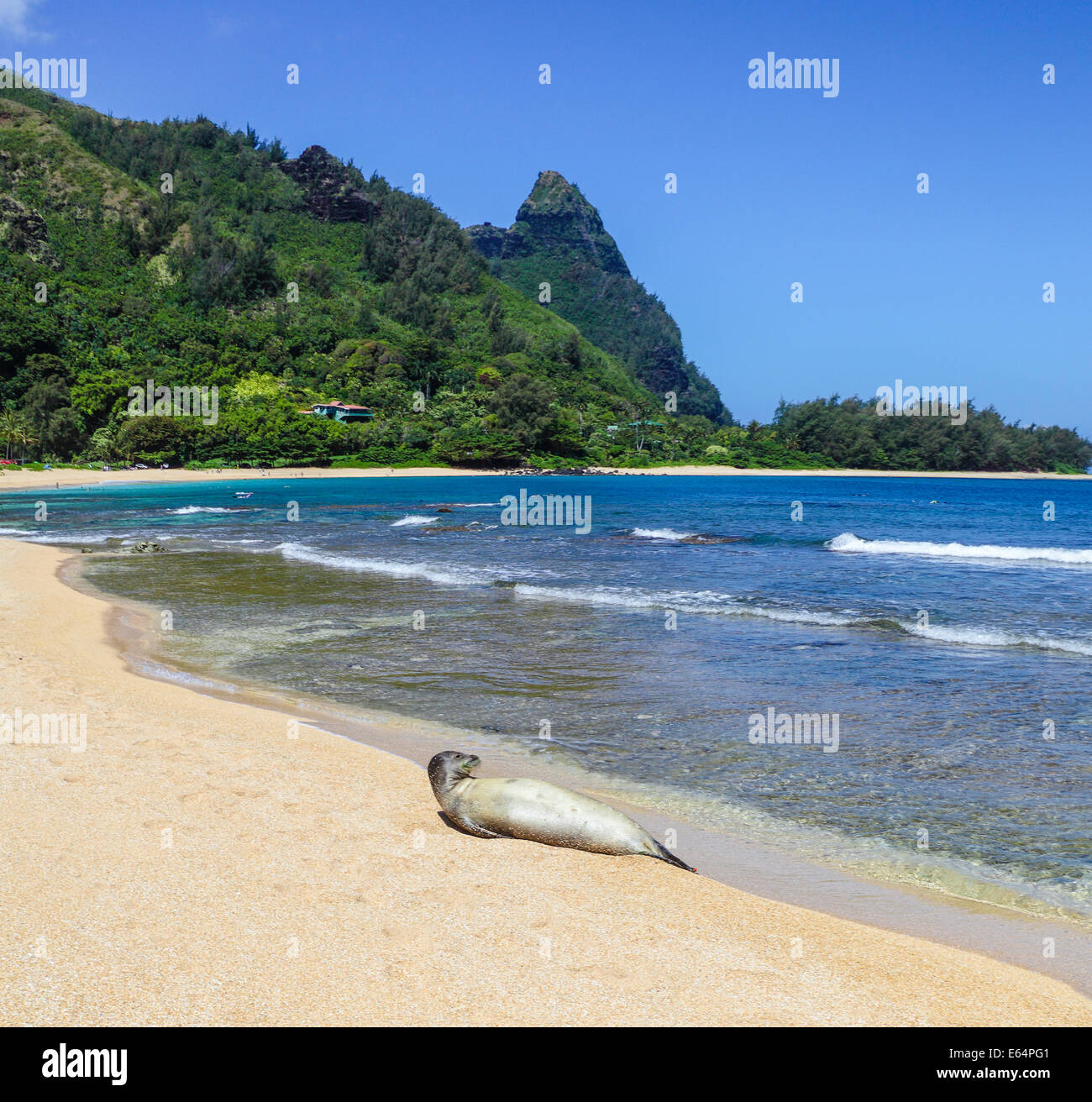 Hawaiianische Mönchsrobbe am Strand in Haena, Kauai mit Mt. Makana genannt Bali Hai, im Hintergrund Stockfoto