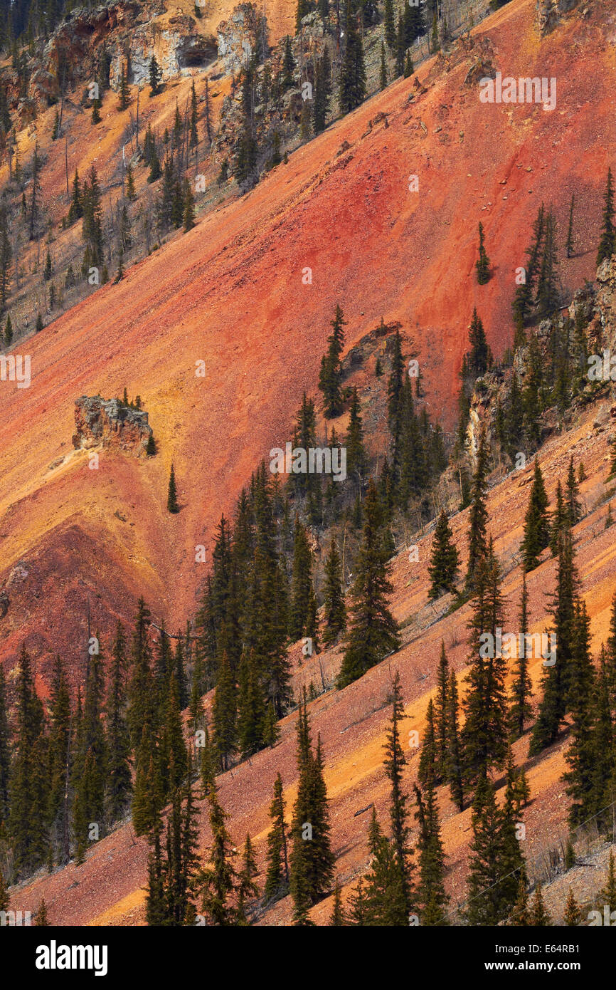 Bäume und Eisenoxid braunen, roten und gelben Farben an den Hängen des Amboss Berg, San Juan Mountains, Colorado, USA Stockfoto