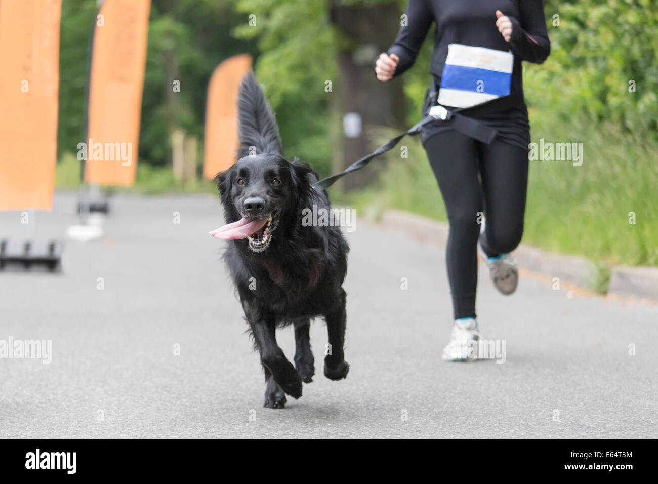 Hund und seinem Besitzer laufen zusammen auf ein Lauf-event Stockfoto