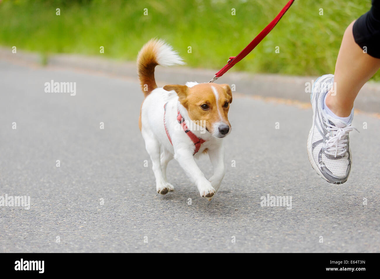 Hund und seinem Besitzer laufen zusammen auf ein Lauf-event Stockfoto