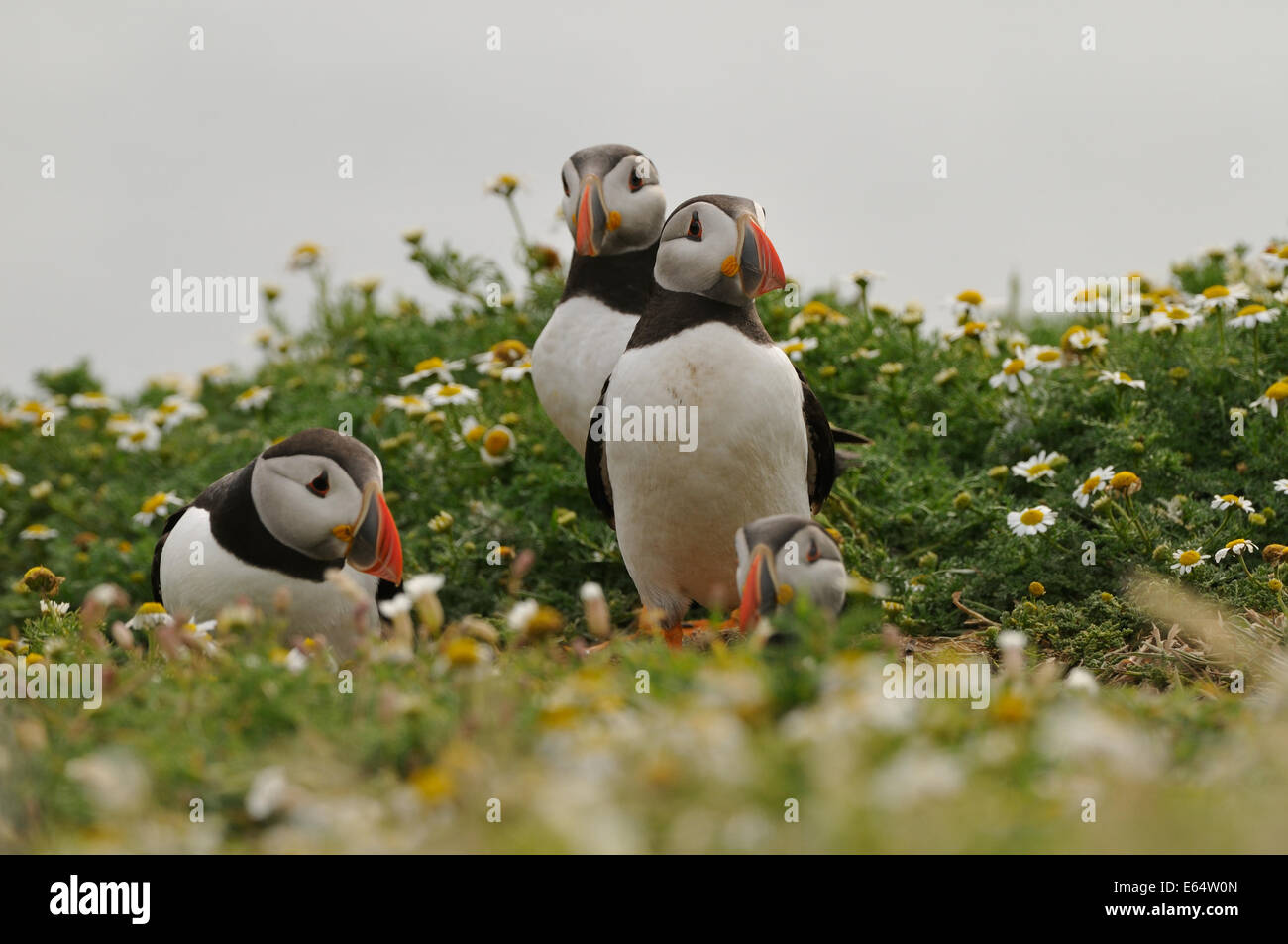 Atlantic papageientaucher zwischen Gräsern und Blumen auf den Klippen der Insel Skomer auf die süd-westlich der marloes Halbinsel Stockfoto