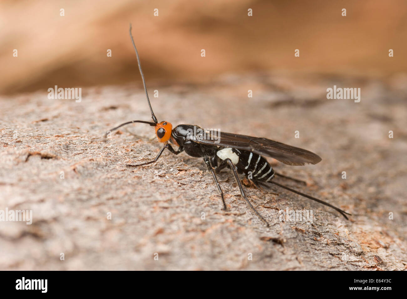 Wespe Parasit, Callibracon SP., aus Holz, die Larven des Käfers langweilig Stockfoto
