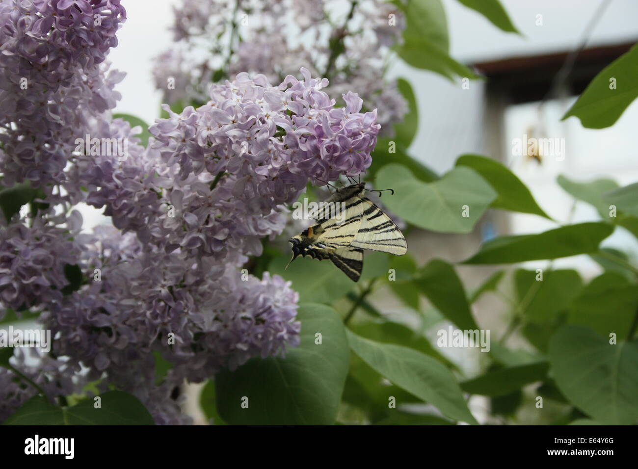 Flieder - Syringa Vulgaris - in voller Blüte, mit knappen Schwalbenschwanz Schmetterling, Close-Up. Stockfoto