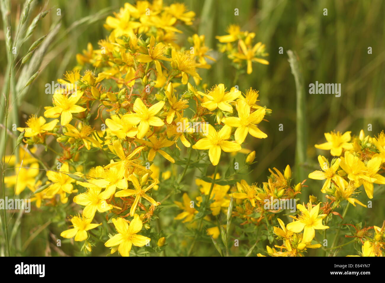 Hypericum Perforatum, auch bekannt als Johanniskraut Stockfoto