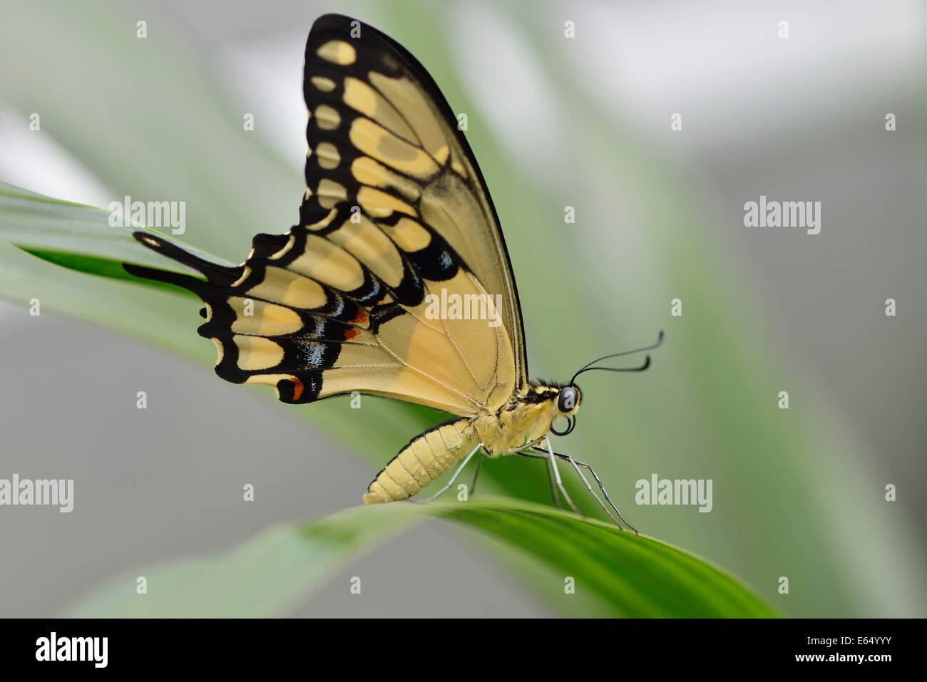 Riesige Schwalbenschwanz (Papilio Cresphontes), Landesgartenschau, Papenburg, Emsland, Niedersachsen, Deutschland Stockfoto