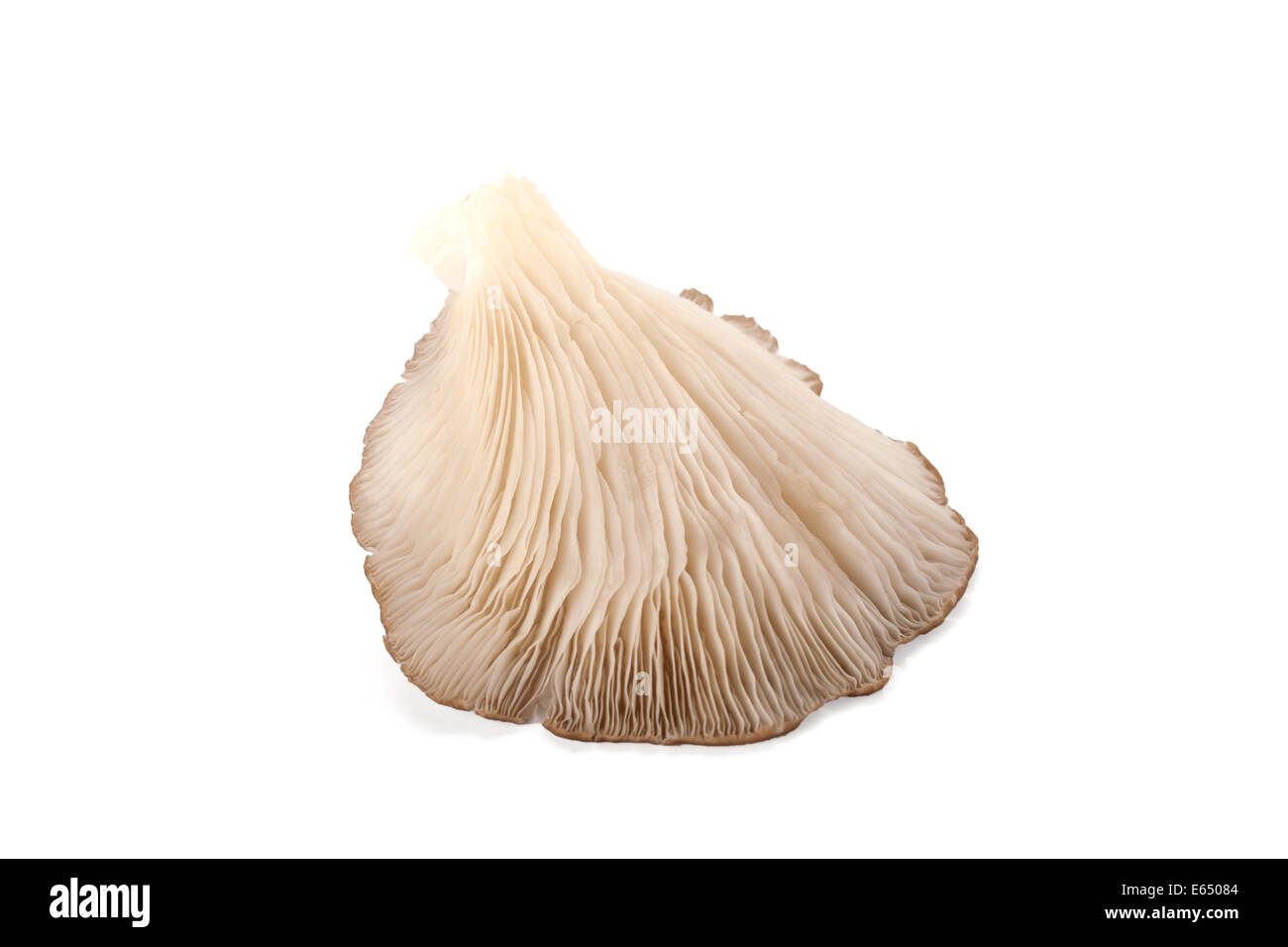 Austernpilz isoliert auf weißem Hintergrund Stockfoto