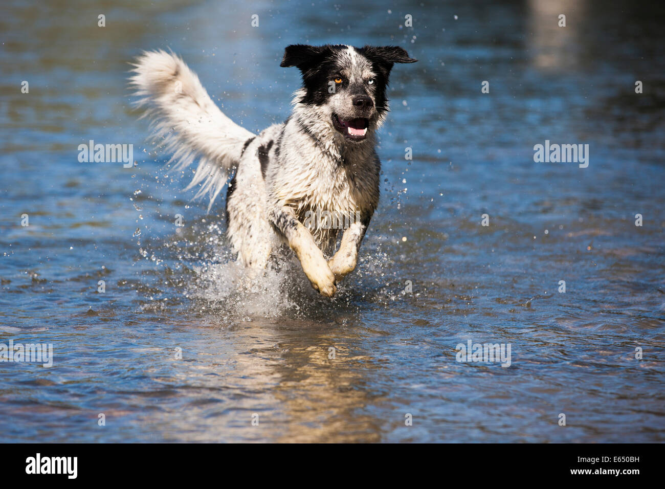 Husky Münsterländer Labrador Mischlingshund, schwarzen und weißen Hund läuft durch das Wasser, Österreich Stockfoto