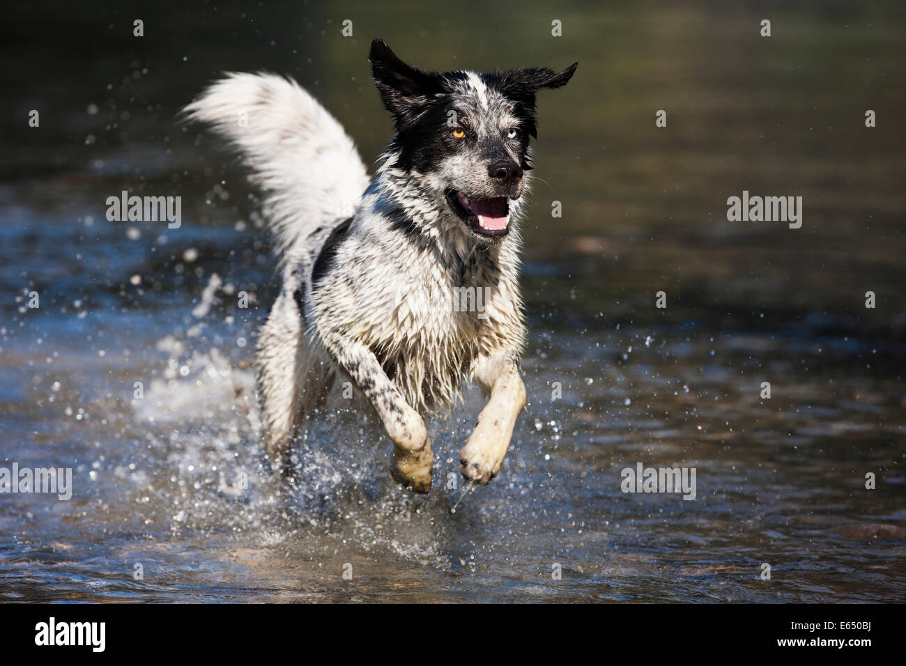 Husky Münsterländer Labrador Mischlingshund, schwarzen und weißen Hund läuft durch das Wasser, Österreich Stockfoto