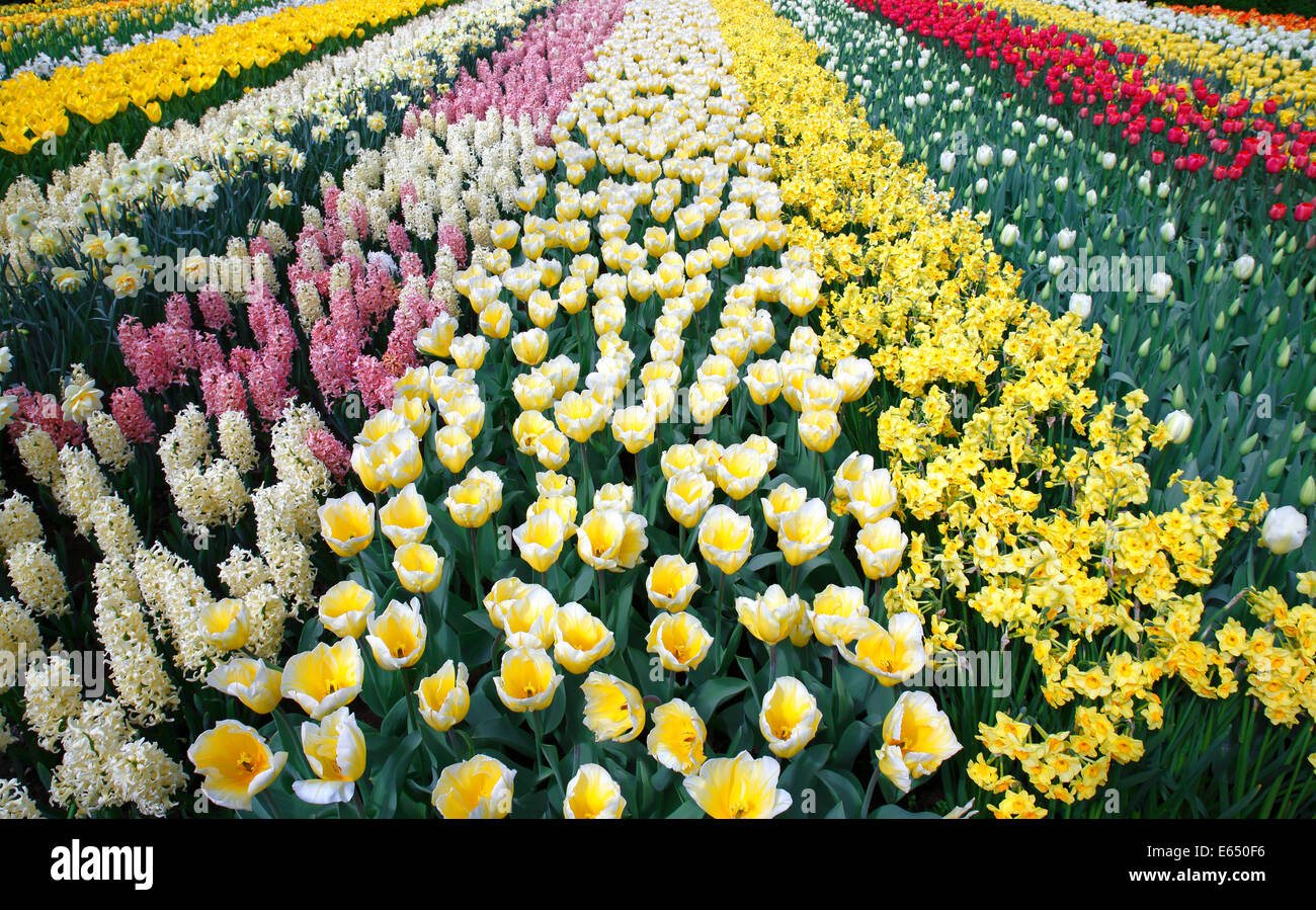 Bunte Blumenbeet mit Frühjahr blühende Pflanzen, blühenden Tulpen