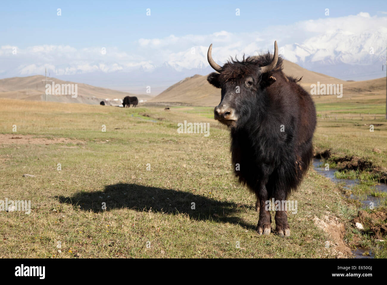 Yak (Bos Mutus), Pamir Highway, M41, Osch, Kirgisistan Stockfoto