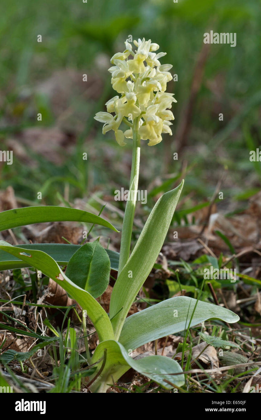 Pale-flowered Orchid (Orchis Pallens), Orchidee des Jahres 2012, seltene Arten, Baden-Württemberg, Deutschland Stockfoto