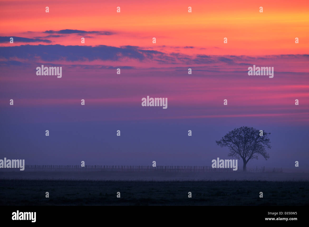 Baum im Nebel, sunset glow, Apetlon, Burgenland, Österreich Stockfoto