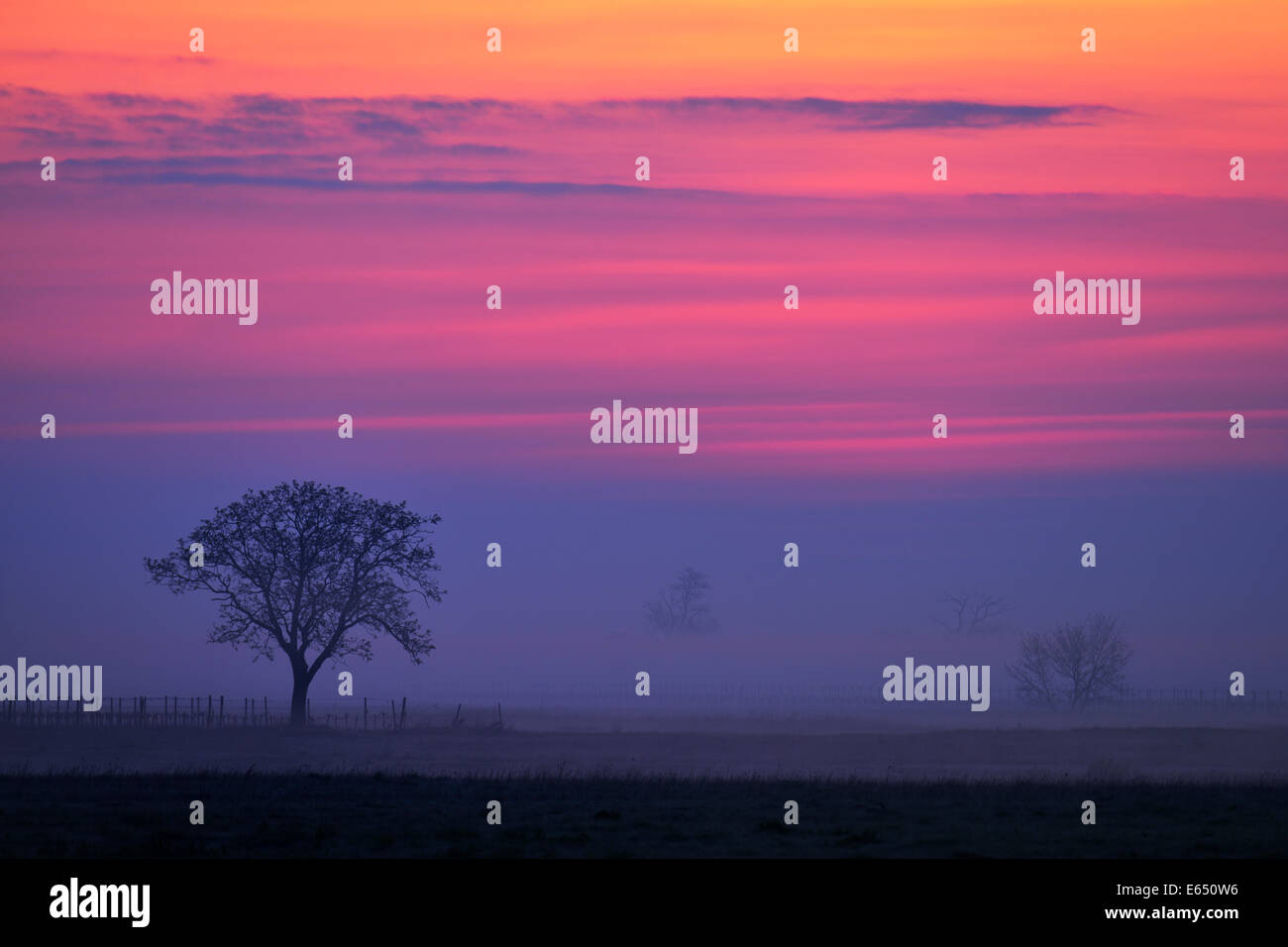Baum im Nebel, sunset glow, Apetlon, Burgenland, Österreich Stockfoto
