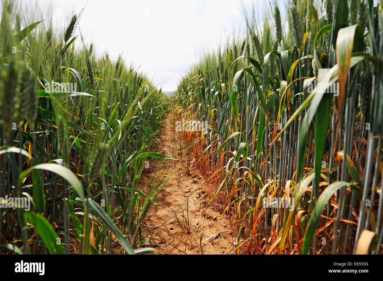 Zwischen zwei Reihen von Weizen in einem Feld Stockfoto