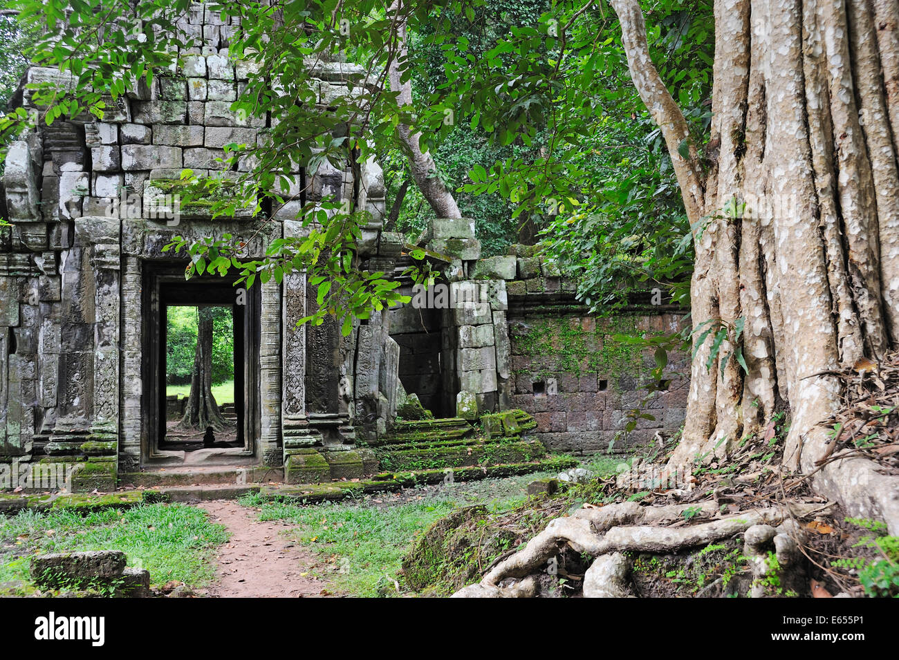 Würgefeige (Ficus sp.) Baumwurzeln auf Ruinen, Tempel Ta Prohm, Angkor Wat, Siem Reap, Kambodscha Stockfoto