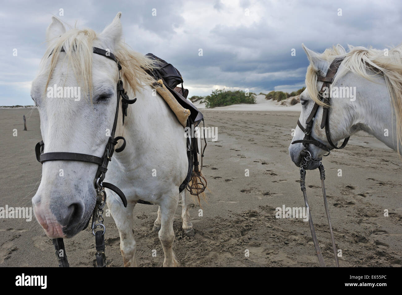 Camargue Pferde weiß Reiten am Strand, Camargue, Frankreich, Europa Stockfoto