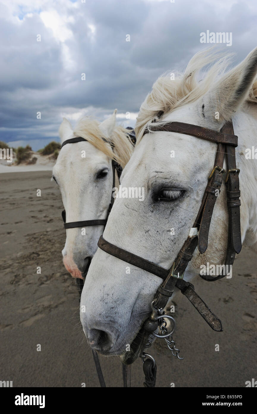 Camargue-Pferde am Strand, Camargue, Frankreich, Europa Stockfoto