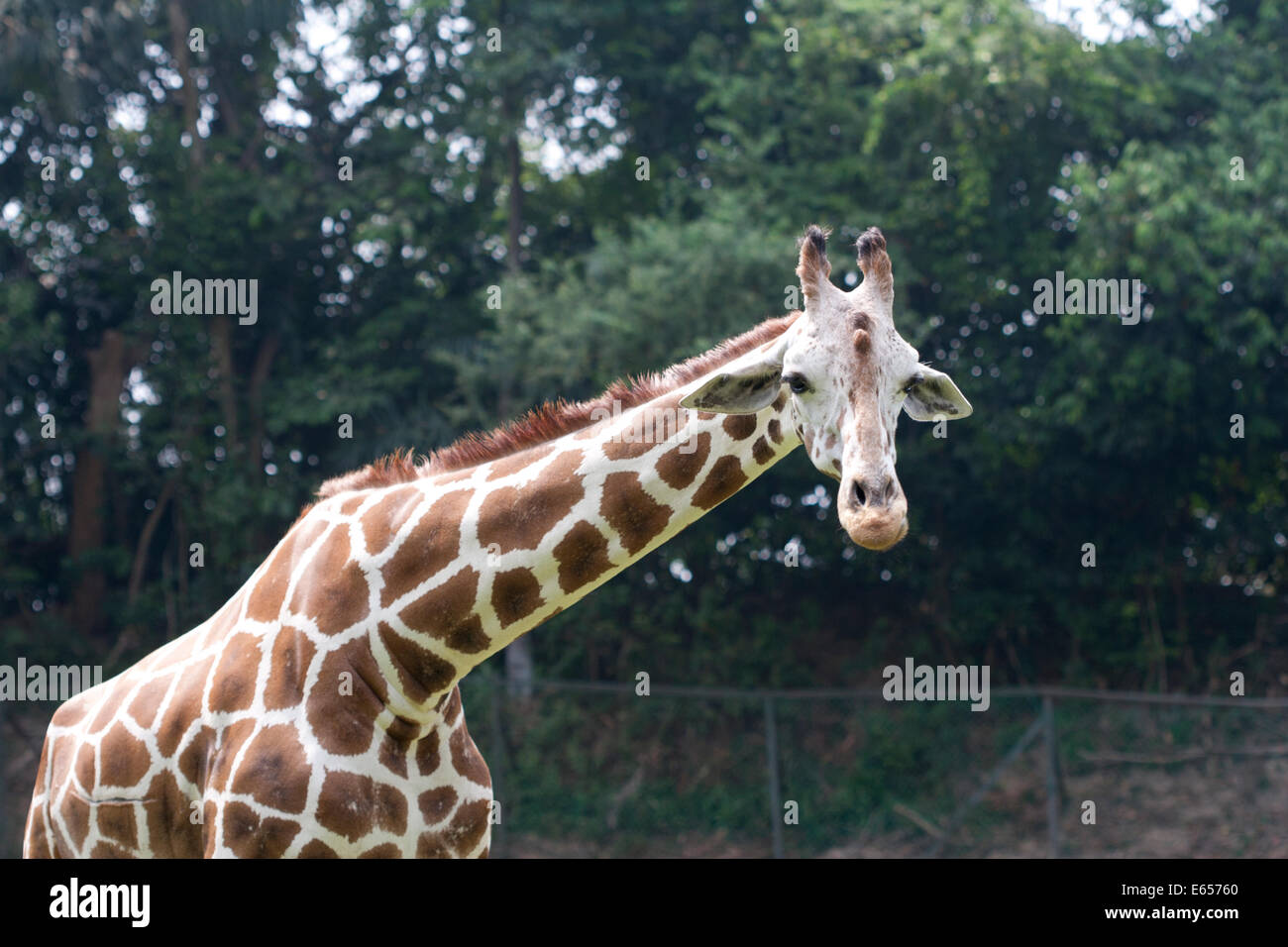 Gifaffe Giraffa Giraffe Stockfoto