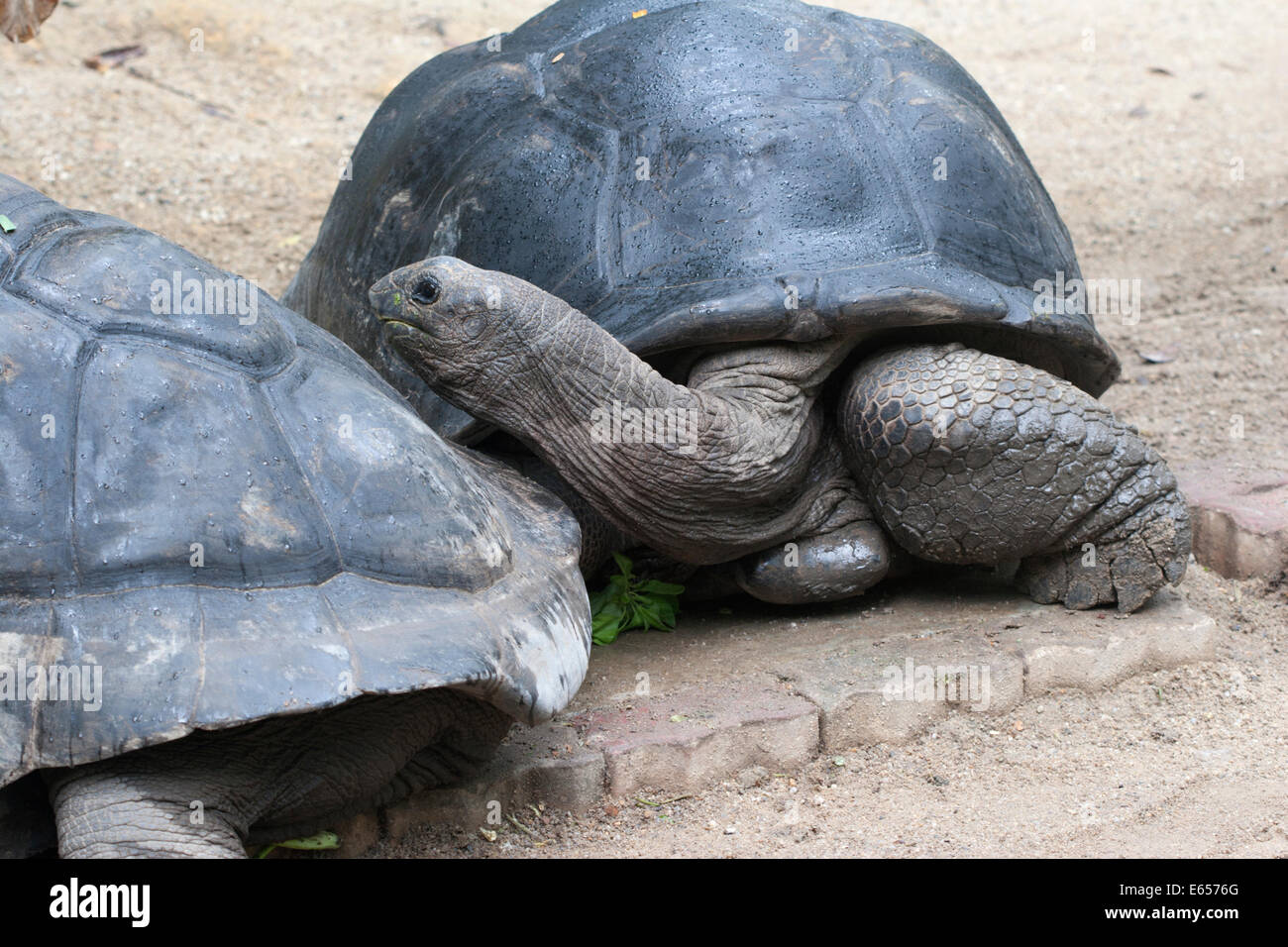 Malaysische Riesenschildkröte Stockfoto