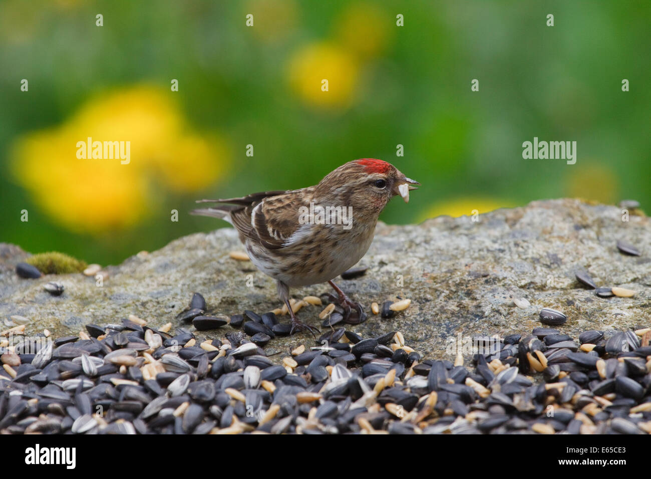 Männliche weniger Redpoll, Zuchtjahr Kabarett, ernähren sich von Samen in einem Garten in Wales Stockfoto