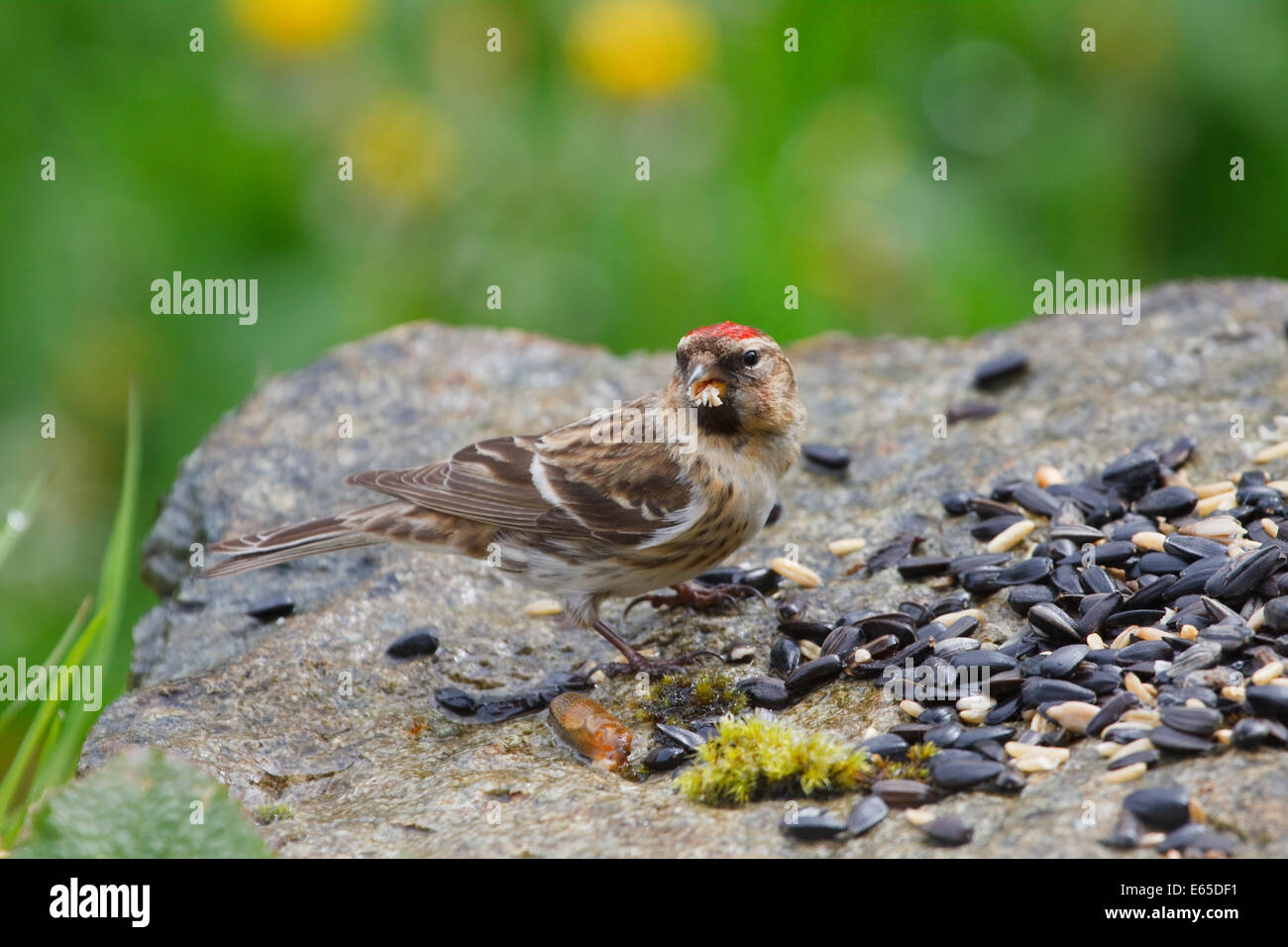Männliche weniger Redpoll, Zuchtjahr Kabarett, ernähren sich von Samen in einem Garten in Wales Stockfoto