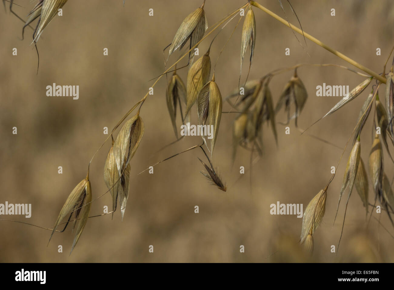 Nahaufnahme des Gemeinsamen oat/Avena Sativa. Visuelle Metapher für das Konzept der Hungersnot. Metapher für die Ernährungssicherheit/Anbau von Nahrungsmitteln. Stockfoto