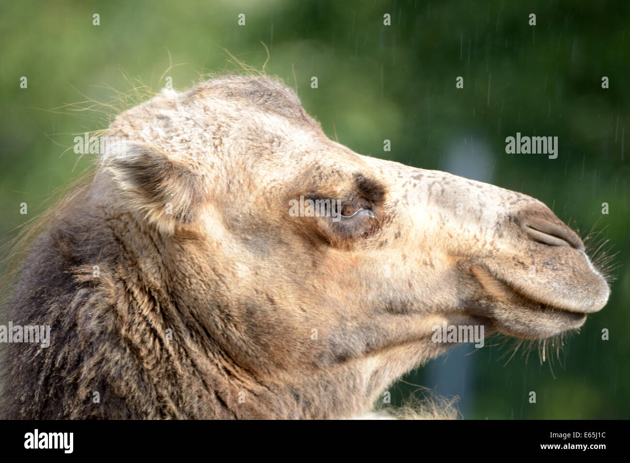 Porträt des baktrischen Kamel (Camelus baktrischen) Stockfoto