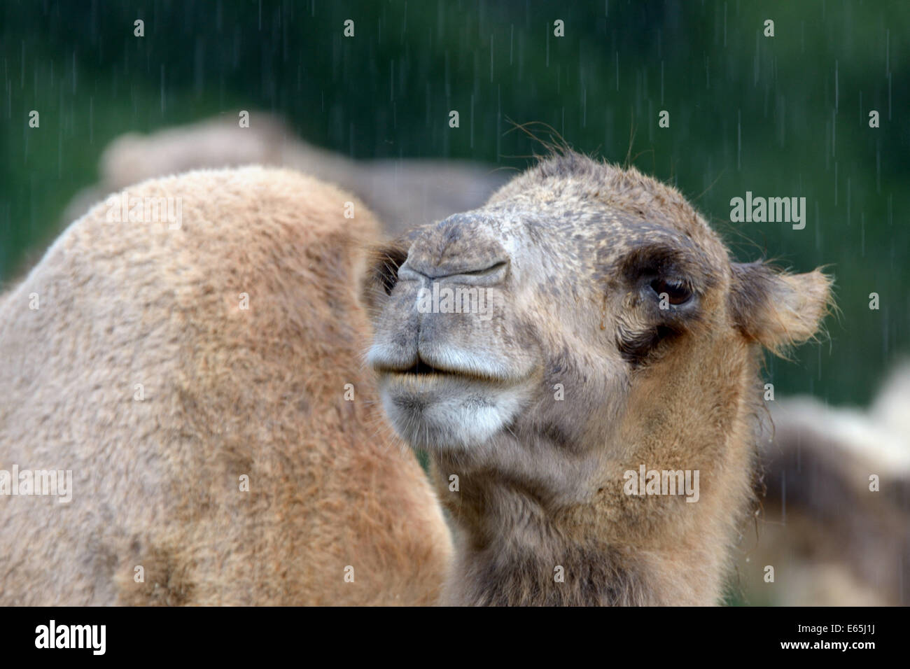 Porträt des baktrischen Kamel (Camelus baktrischen) im Regen Stockfoto
