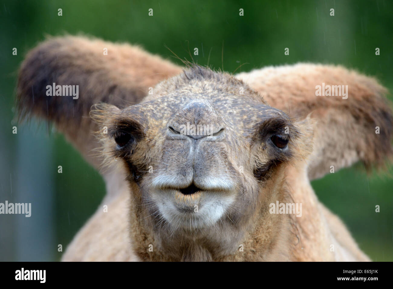 Porträt des baktrischen Kamel (Camelus baktrischen) im Regen Stockfoto