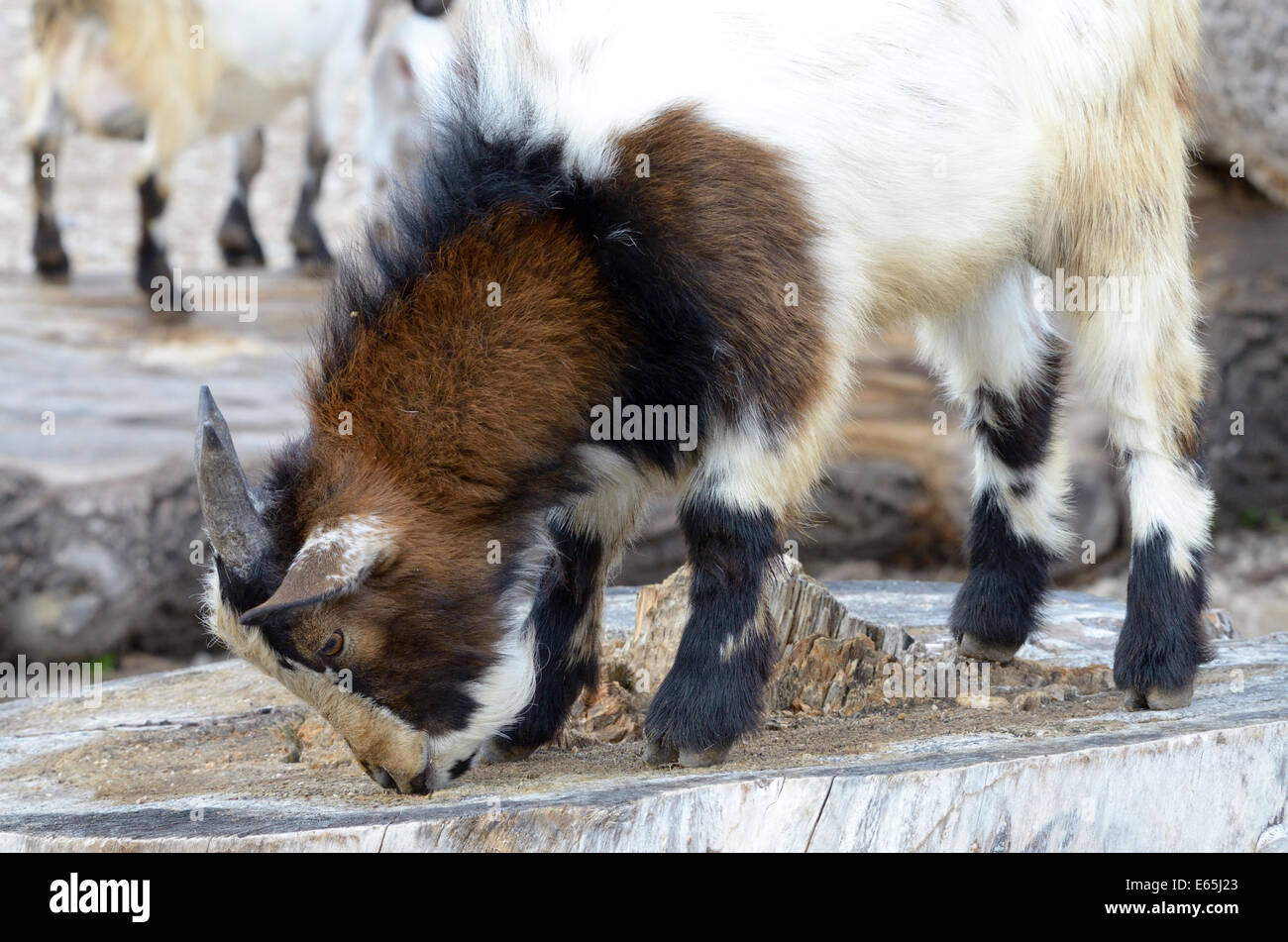 Die Hausziege (Capra Aegagrus Hircus) ist eine Unterart der Ziege. Stockfoto