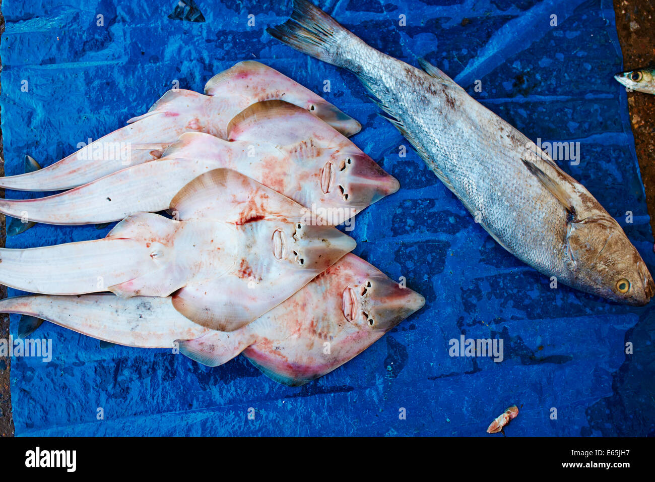 Marokko, Casablanca, Fischerhafen Stockfoto