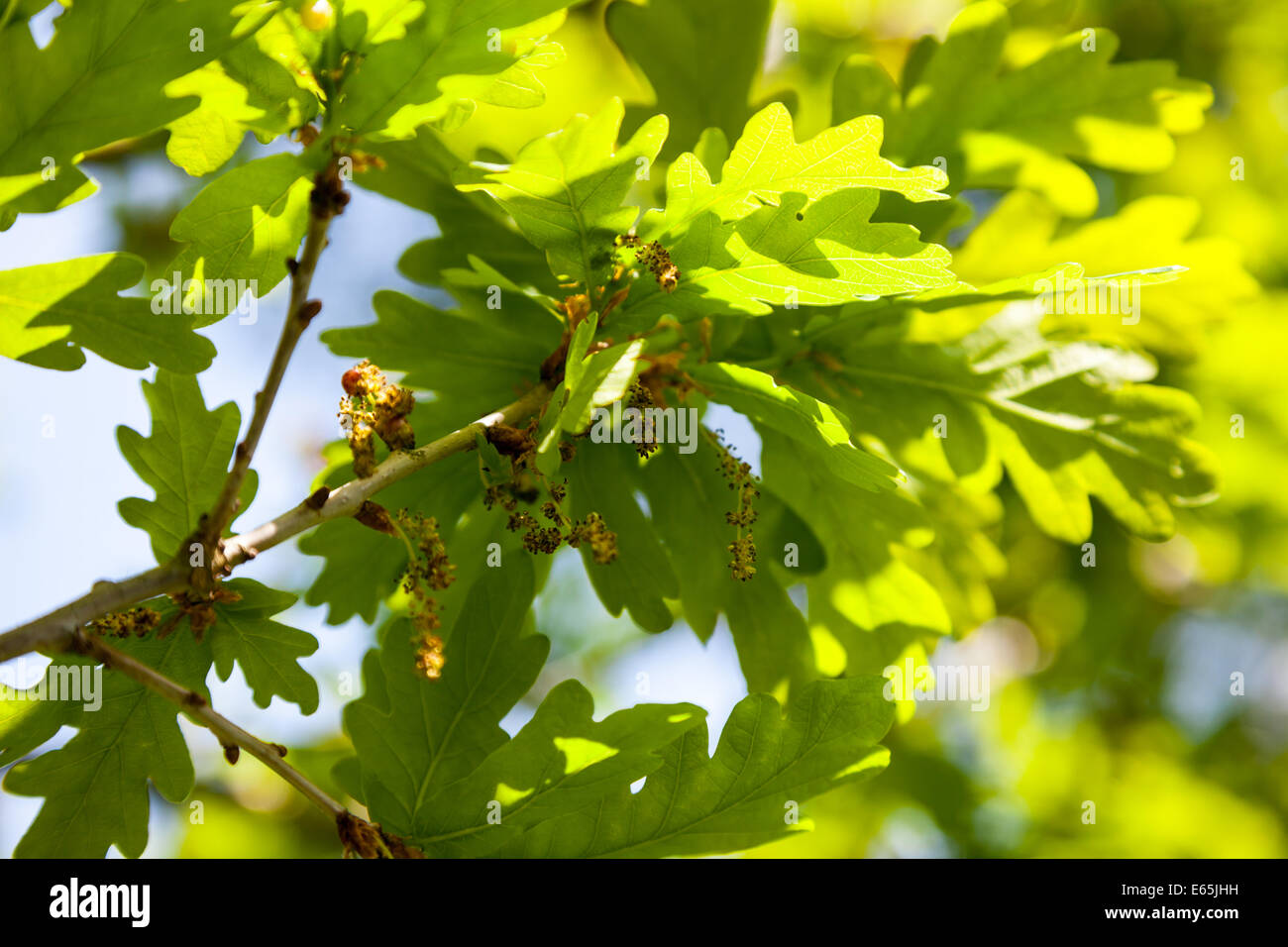 Blüten und Blätter auf einer Eiche (Quercus) im Sommer Stockfoto
