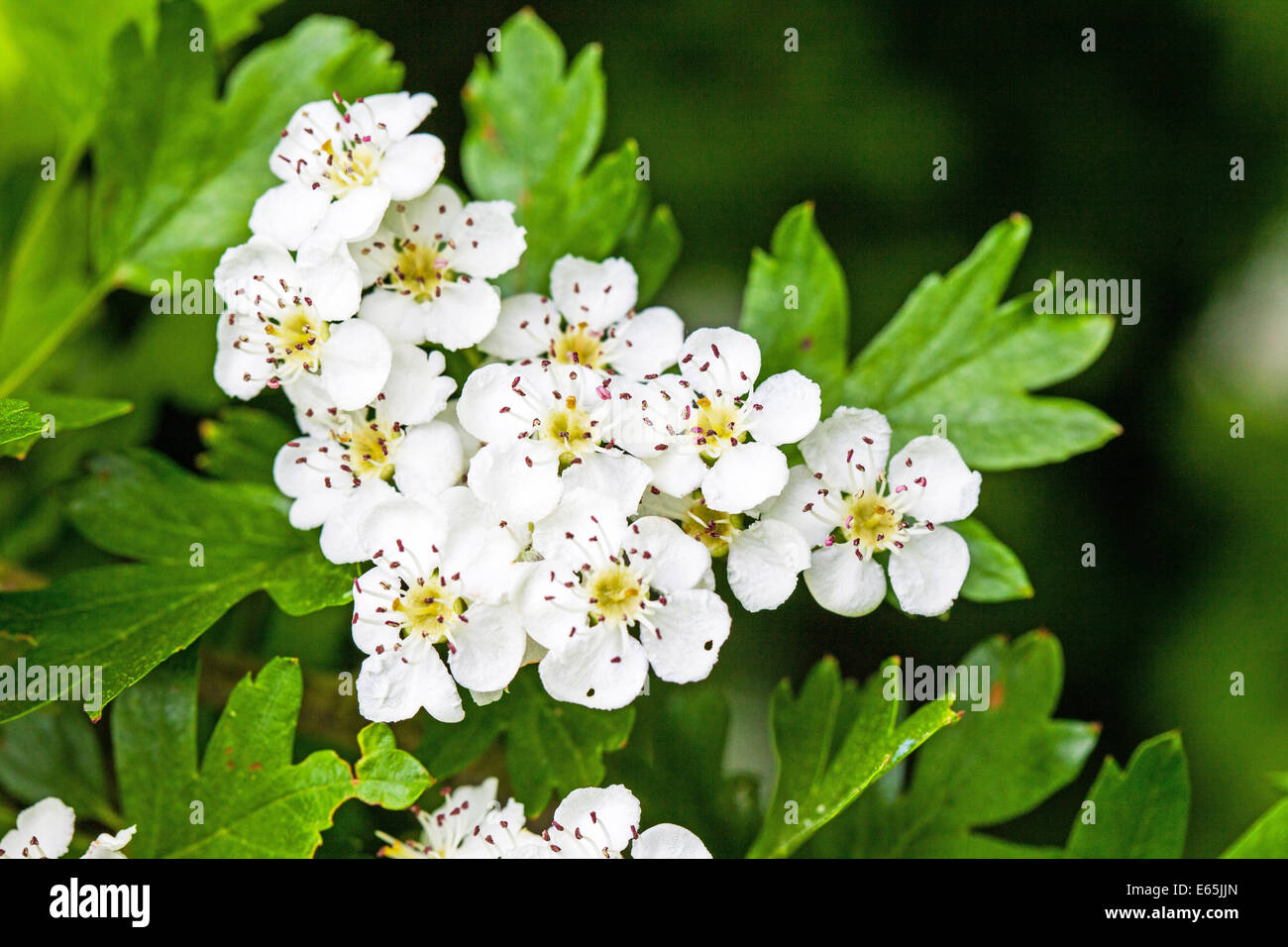 Crataegus, allgemein bekannt als Weißdorn oder Maiblüte, weiße Blüten, England, Großbritannien Stockfoto