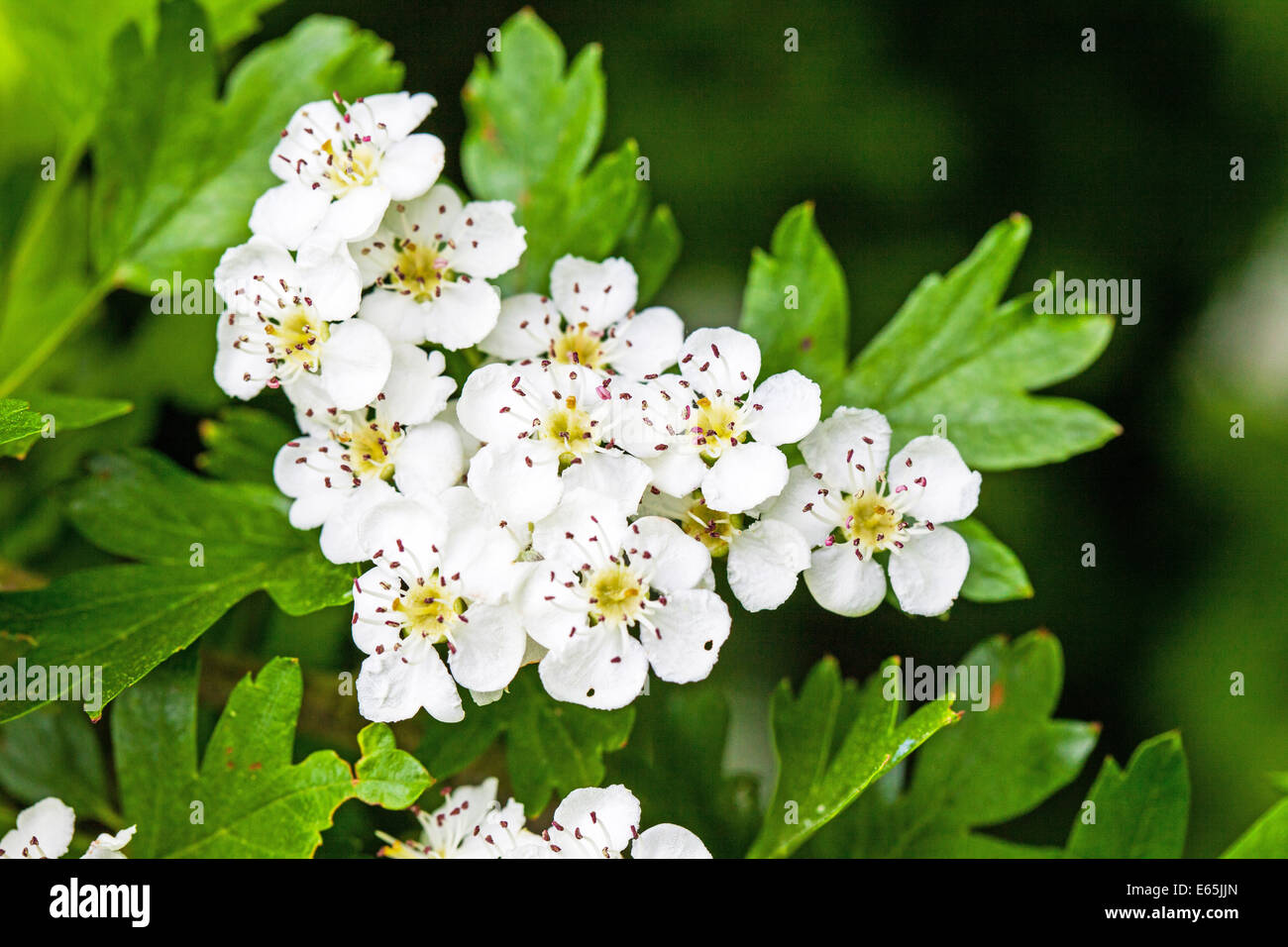 Crataegus wird gemeinhin als Weißdorn oder Maiblüten weiße Blüten bezeichnet Stockfoto
