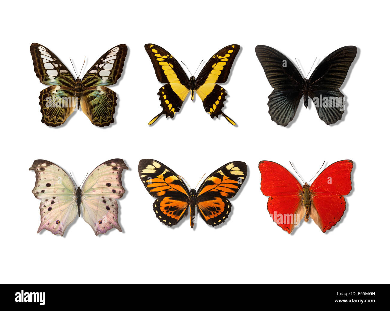 Sechs bunten Schmetterlinge Stockfoto