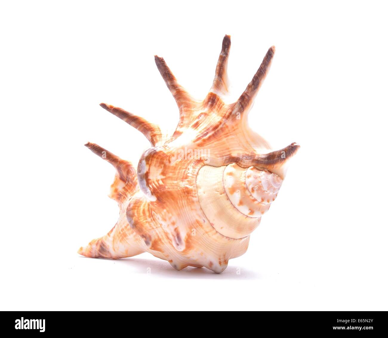 Seashell isoliert auf weißem Hintergrund Stockfoto