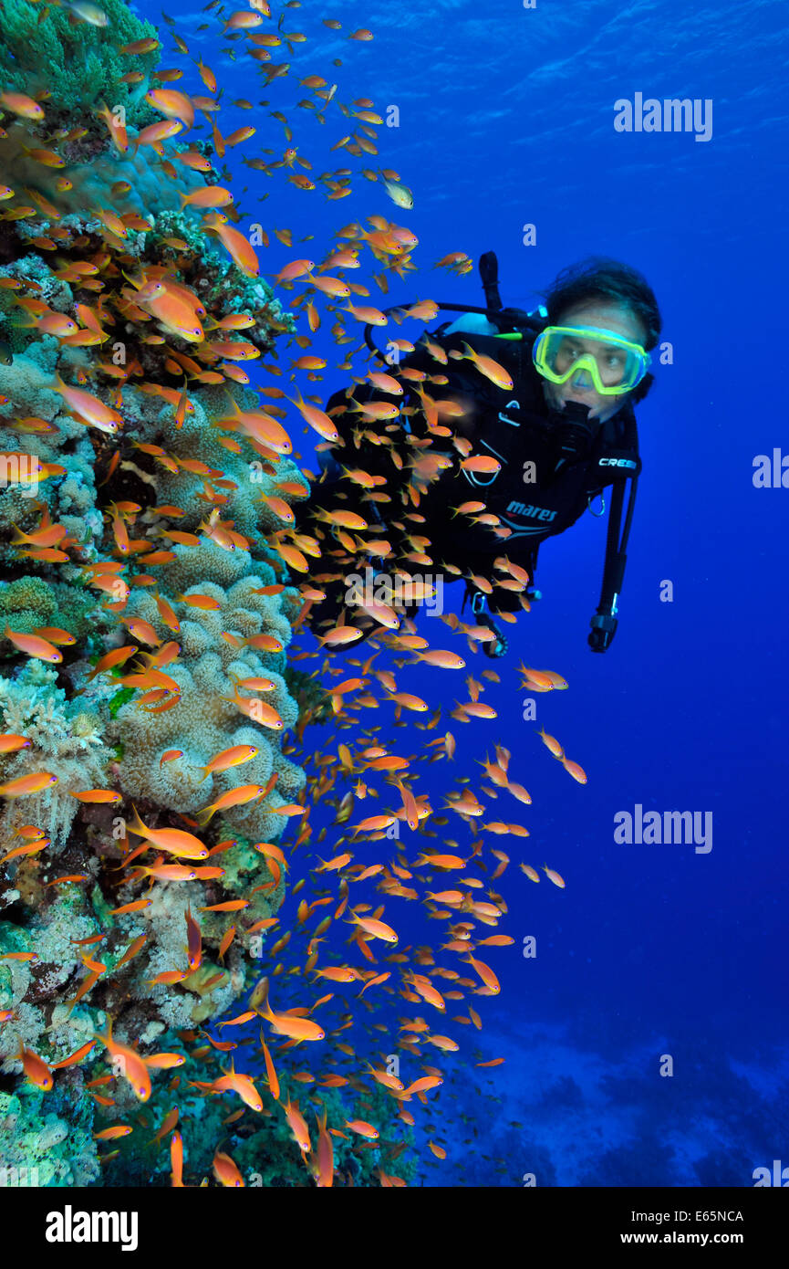 Taucher und Red Sea reef Stockfoto