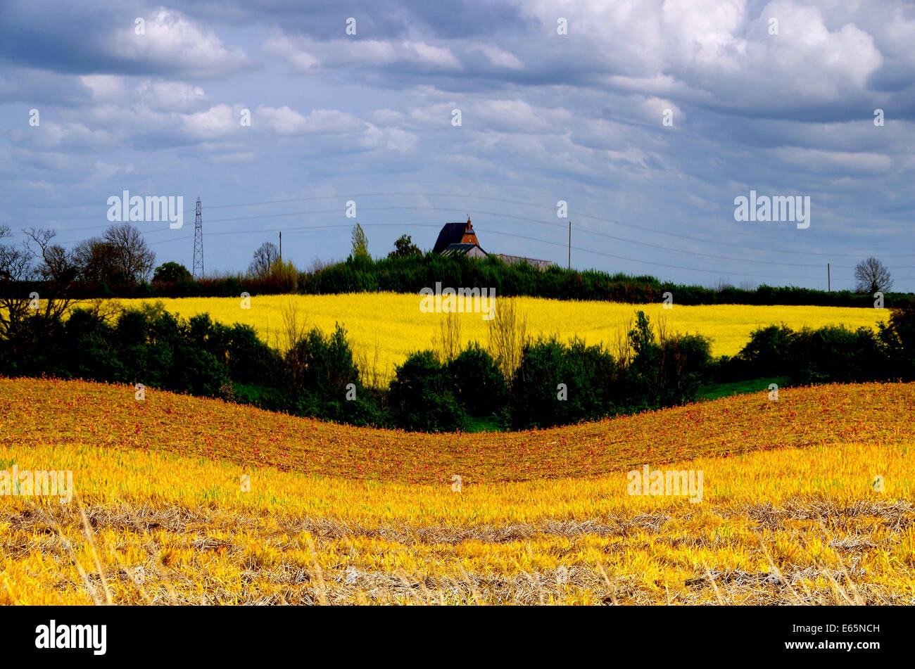 Swirly Maisfelder Stockfoto