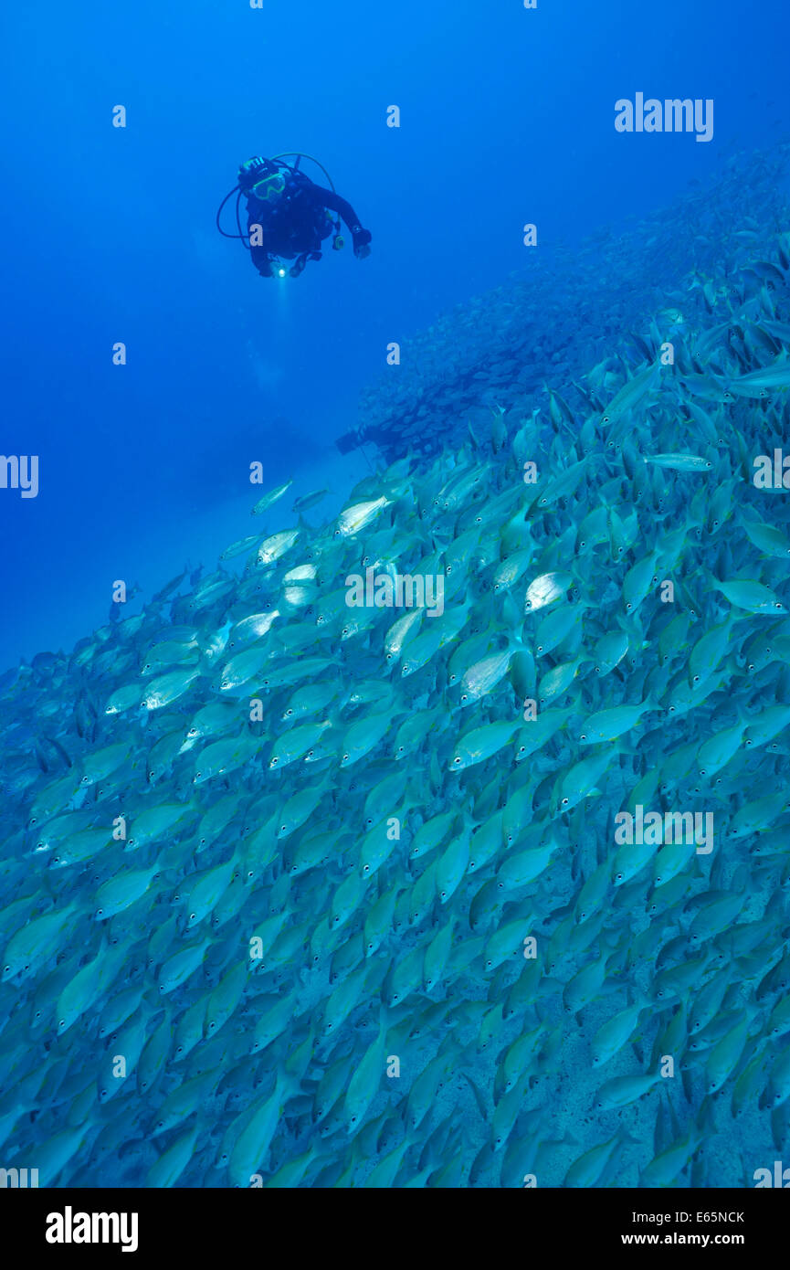 Taucher und shoaling Fische Stockfoto