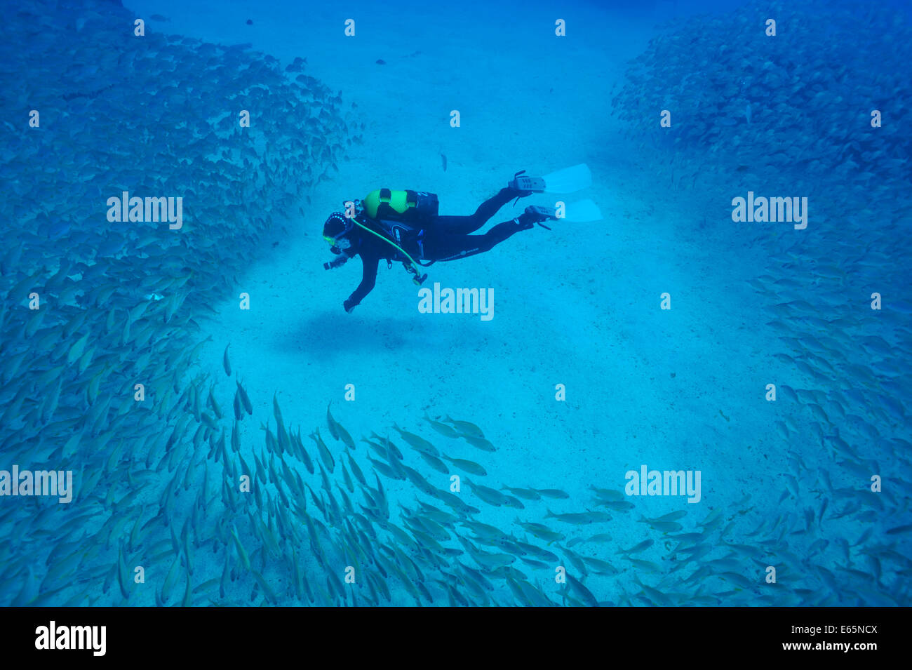 Taucher und shoaling Fische Stockfoto