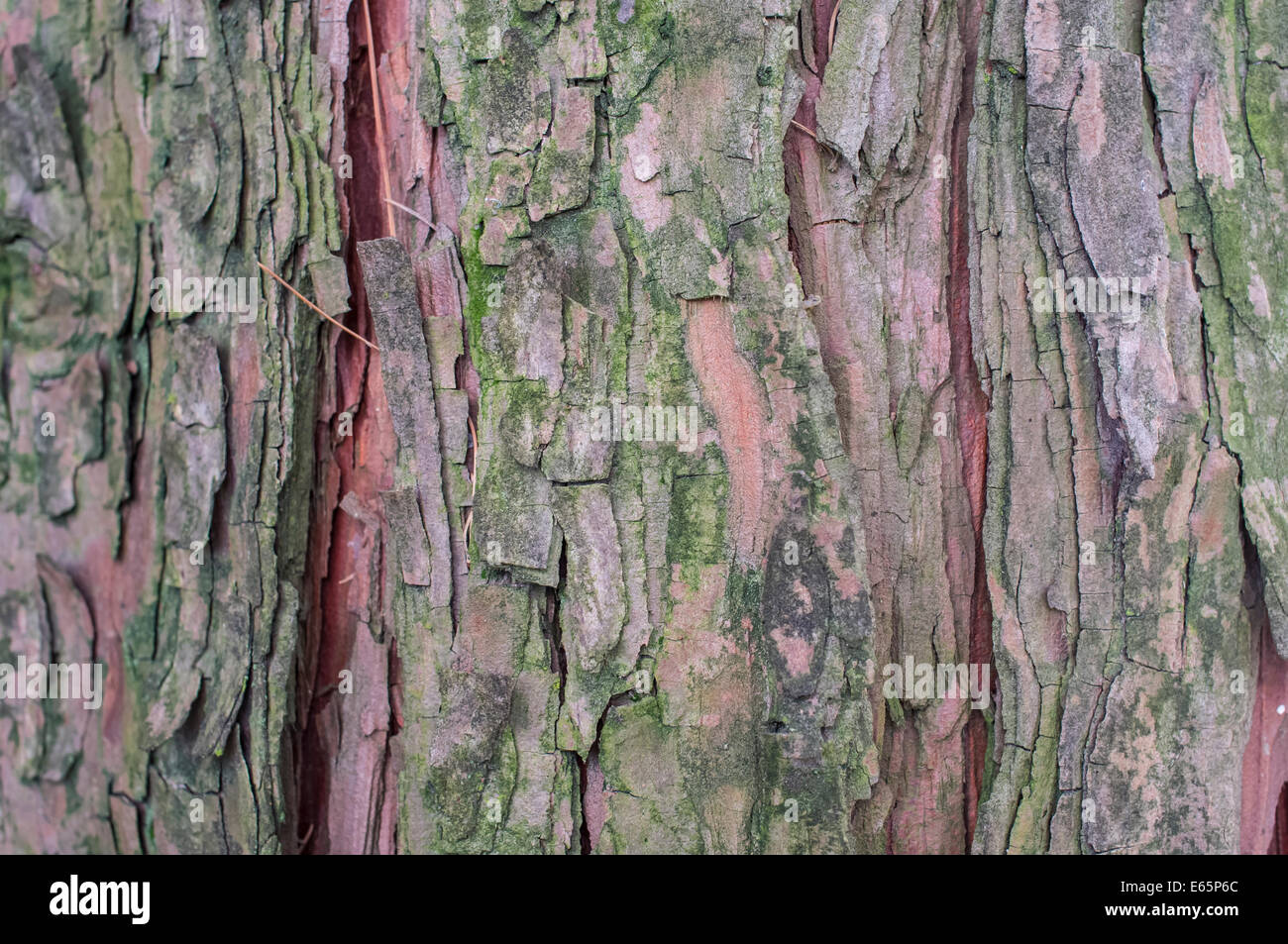 Thuja occidentalis rinde -Fotos und -Bildmaterial in hoher Auflsung  Alamy
