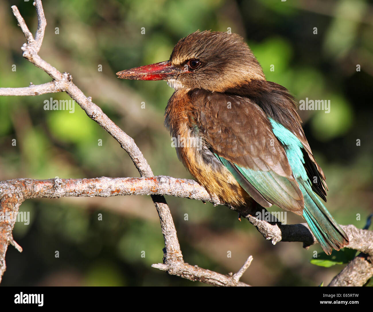 Halcyon Albiventris, braun mit Kapuze Eisvogel im Marakele Nationalpark Südafrika Stockfoto