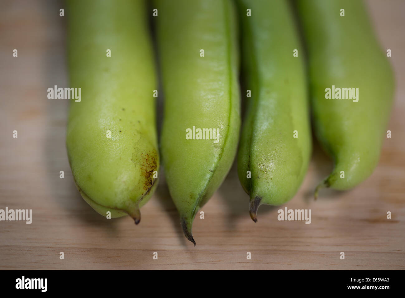 Dicke Bohnen Vicia Faba Nahaufnahme Stockfoto