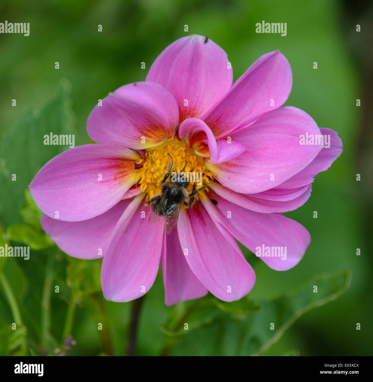 Rosa Dahlie mit Biene Stockfoto